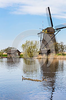 Working vintage windmill in Holland with flock of geese