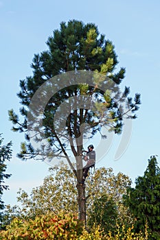 Workman cutting down a pine tree in a garden