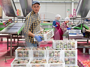 Workman stacking boxes with selected mangoes at fruit factory