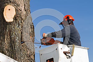 Workman trimming tree branches