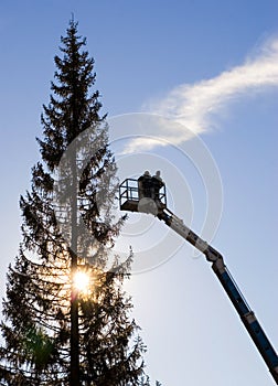 Workmen on crane near tree