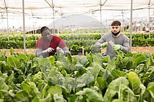 Workmen cutting green chard on farm field