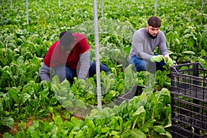 Workmen cutting green chard on farm field