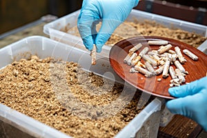 Workplace in a mushroom farm, man is inoculating mycelial wooden pellets into substrate