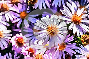 The works in the style of watercolor painting. Magenta aster flo