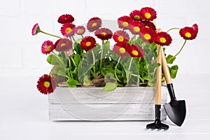 Workspace, Planting spring flowers. Garden tools, plants in pots and watering can on white wooden table