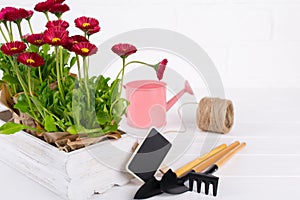 Workspace, Planting spring flowers. Garden tools, plants in pots and watering can on white wooden  table