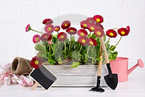 Workspace, Planting spring flowers. Garden tools, plants in pots and watering can on white wooden table