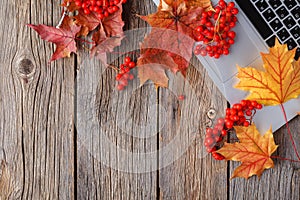 Workspace with yellow and red maple leaves. Desktop with laptop, fallen leaves on grey wooden background