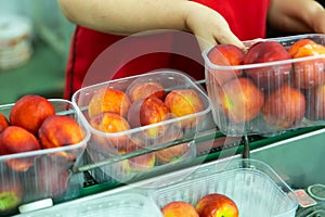 Workwoman hands checking peaches on sorting conveyor belt