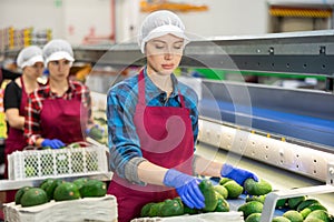 Workwoman sorting and packing ripe avocados in agricultural factory