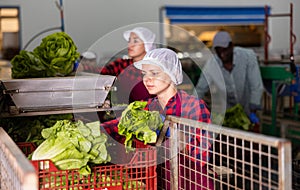 Workwoman working on sorting line in vegetable factory, packing selected fresh green lettuce in plastic boxes for