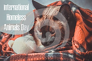 World day of stray animals. 18 August. International Homeless Animals Day.