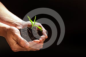 World environment day concept:The mans hand holding a small tree. Two hands holding a light green tree. holding seedlings isolate.