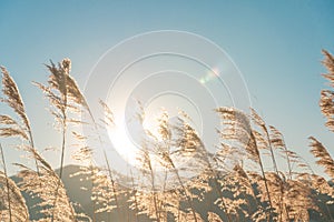 World environment day concept: Silhouette meadow autumn sunrise landscape background