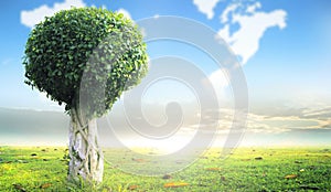 World environment day concept:  tree with new leaf growth in early spring standing alone in a field