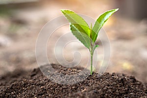 World environment day concept world earth day promotes oxygenation of the air Planting trees back to the forest to create