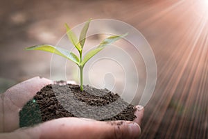 World environment day concept: the young woman is holding a small tree. Two hands holding a light green tree. Holding seedlings