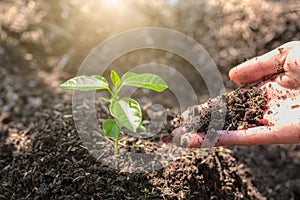 The World Environment Day,  The hand of the child planted a small tree Green color that grows on fertile soil. Forest conservation