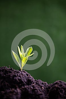 World Environment Day. Planting the seedlings into the soil. Idea of protecting the environment and reducing global warming.