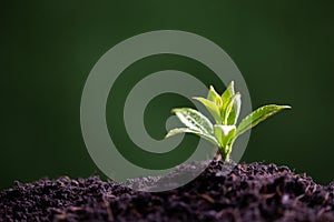 World Environment Day. Planting the seedlings into the soil. Idea of protecting the environment and reducing global warming.