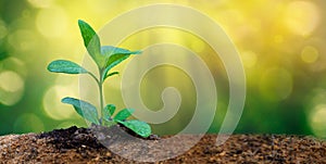 World Environment Day Planting seedlings young plant in the morning light on nature background