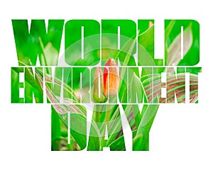 World Environment Day text, old and young hands, green sprout, white background.