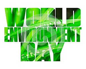 World Environment Day text, old and young hands, green sprout, white background.