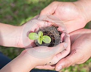 World environment day and tree planting concept with young kid and parent mother`s or father`s hands holding small plant