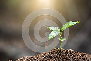 The World Environment Day,  Young plant growing on fertile soil with  drop over green and morning sunlight environment