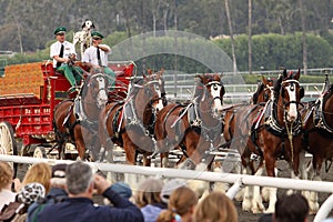 The World-Famous Budweiser Clydesdale Horses