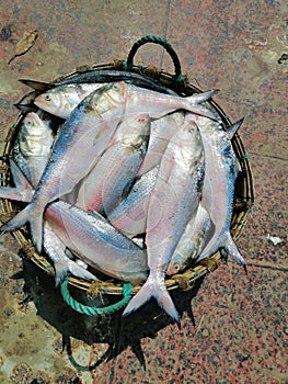 World Famous Padma Hilsa Fish