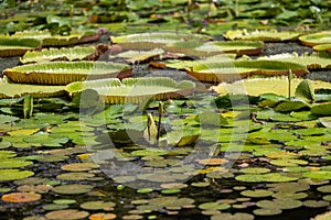 World famous pond with giant water lilies in the botanical garden of Pampelmousses, Mauritius island