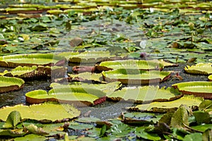 World famous pond with giant water lilies in the botanical garden of Pampelmousses, Mauritius island