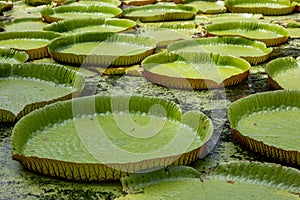 World famous pond with giant water lilies in the botanical garden of Pampelmousses, Mauritius island