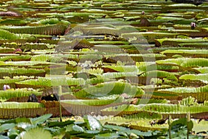 World famous pond with giant water lilies in the botanical garden of Pampelmousses, Mauritius island