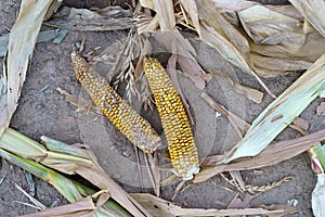 World food crisis concept. Corn crop failure in a farmer's field in autumn. Agricultural field during drought and