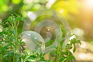 World globe crystal glass on green leaves bush. Green & Eco environment. Environmental conservation. World environment day. Global