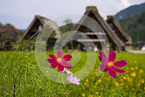 World heritage shirakawago gasshozukuri houses photo