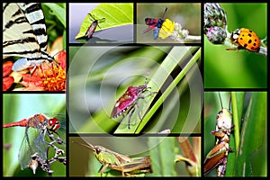 Aus Insekten 