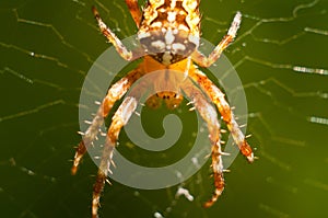 The world of insects, spider, predator, insects, Spider`s web