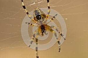 The world of insects, spider, predator, insects, Spider`s web
