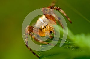 The world of insects, spider, predator, insects, Spider`s web