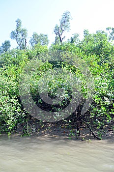 World Largest Mangrove forest in Bangladesh nearby a beautiful river. photo