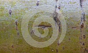 A World in Miniature: A Close-Up of the Green and Textured Bark of a Willow Tree