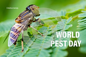 World Pest Day Campaign. June 6. The band-eyed drone fly Eristalinus taeniops.