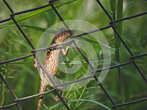 Close up Chameleon perched on Wire cage a green nature background.