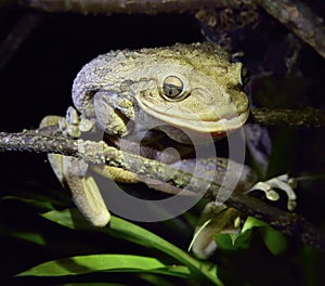 World's Biggest Cuban Tree Frog at night .The Cuban tree frog (