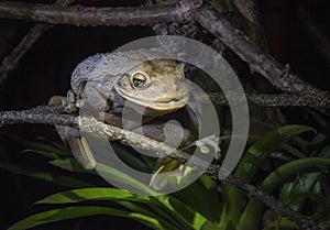 World's Biggest Cuban Tree Frog at night .The Cuban tree frog ( Osteopilus septentrionalis )