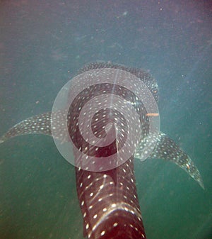 World's Biggest Fish, a Whale Shark in Mexico